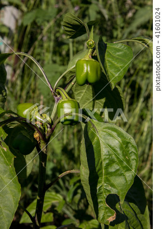 Young pepper 41601024