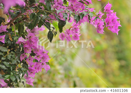Purple bougainvillea flowers 41601106