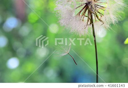 Dew drops on a dandelion seed 41601143