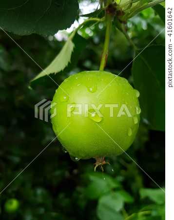 Green apple on a branch ready to be harvested 41601642