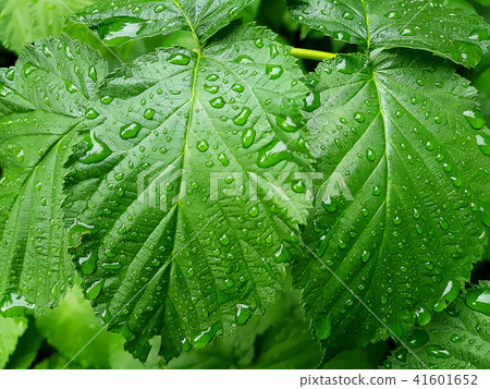 Beautiful green leaf texture with drops of water 41601652