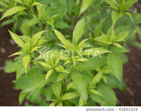 Oobanaokera Oobanaokera 41601829