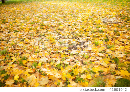 Fallen autumn leaves on grass in sunny Fallen autumn leaves on grass in sunny 41601942