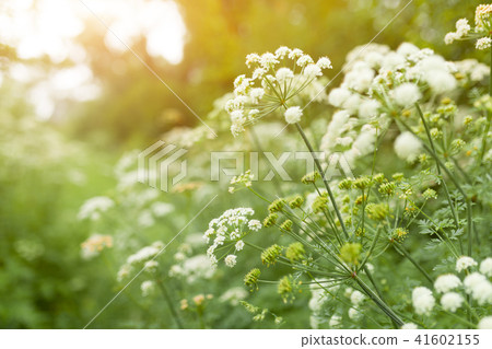 Summer grass and wildflower background. 41602155