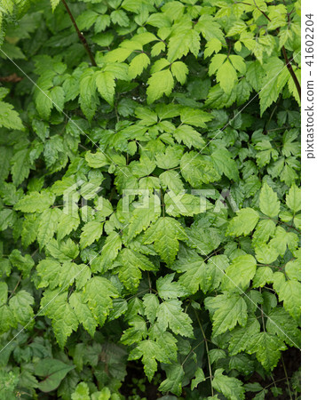 Sarashina Shuma 41602204