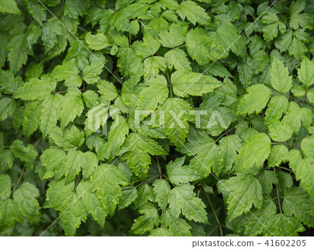 Sarashina Shuma 41602205