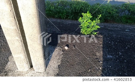 植物,陰影 植物,陰影 41602853