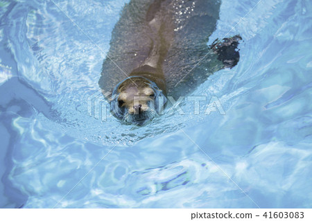 加州海獅游泳感覺舒適 加州海獅游泳感覺舒適 41603083