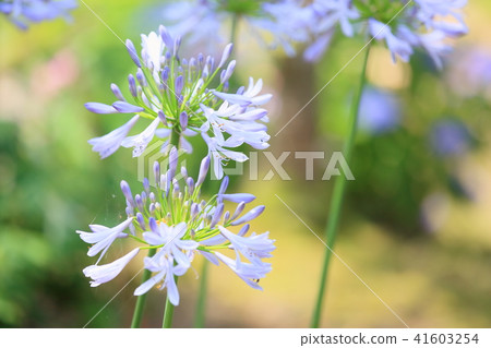 百子花 百子花 41603254