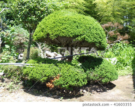 200-year-old garden tree 41603355