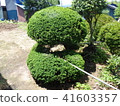 200-year-old garden tree 41603357