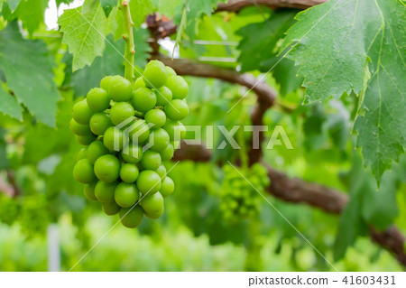 Grapes from Yamanashi Prefecture Fruit Line: Unripe fruit 41603431