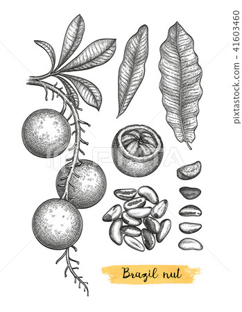Ink sketch of Brazil nut. Ink sketch of Brazil nut. 41603460
