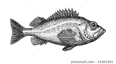 Ink sketch of rockfish. 41603465