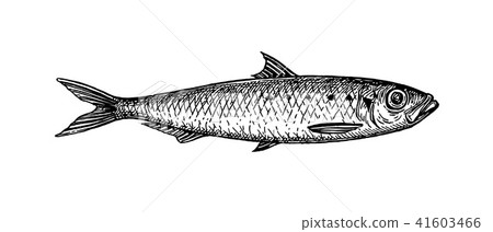 Ink sketch of sardine. 41603466