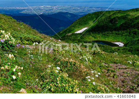 View of alpine plants and Asahi pond · Japan Sea on North Alps · Asahi-dake ridgeline 41603848