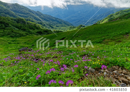 Hakusan Kozakura community in North Alps · Asahi-dake ridgeline 41603850