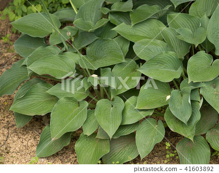 Tamano Kanase 41603892