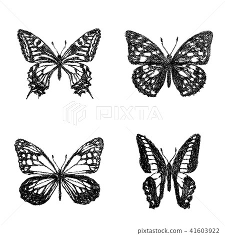 用蠟筆劃的Swallowtail番木瓜 41603922