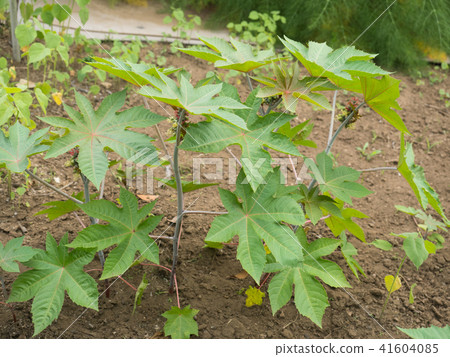 Castor beans 41604085