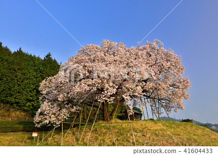 One hundred year cherry blossoms of payment fee One hundred year cherry blossoms of payment fee 41604433