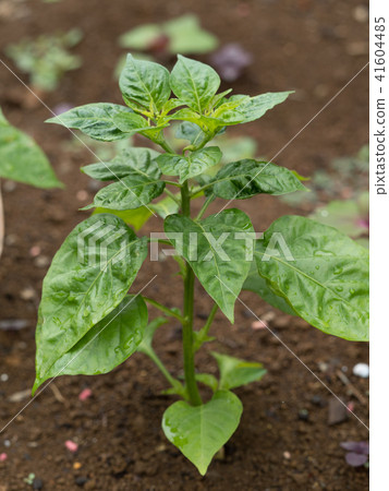 habañero pepper 41604485