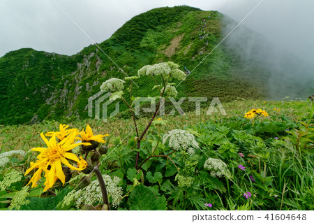 Alpine plants and clouds clouds overlooking the summit of the rain mountain Alpine plants and clouds clouds overlooking the summit of the rain mountain 41604648