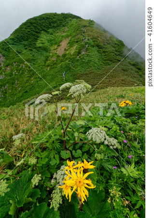 Alpine plants and clouds clouds overlooking the summit of the rain mountain 41604649