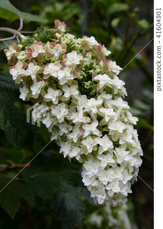  Cassava hydrangea 17 41604901