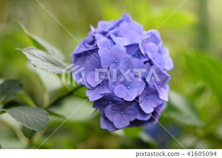Hydrangea 6 Hydrangea 6 41605094
