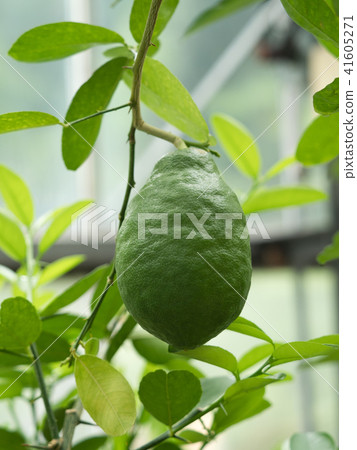 Lemon Ponderosa 41605271