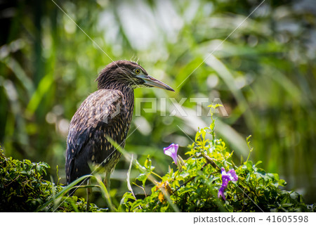 捍衛自己地盤中的黑冠麻鷺亞成鳥 3 41605598