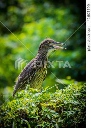 捍衛自己地盤中的黑冠麻鷺亞成鳥 4 41605599