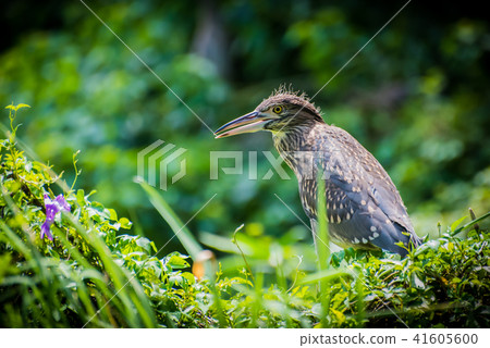 Defend the black-crowned heron in the territory of the field. 41605600