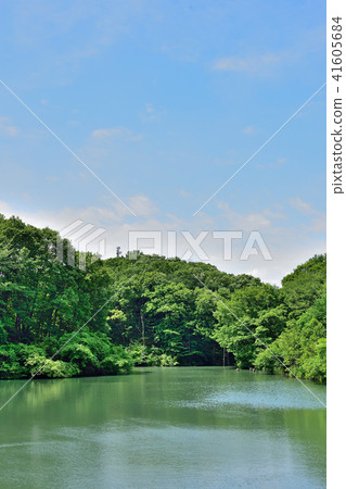 Fresh green pond 41605684