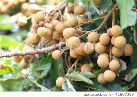 Fresh Longan on tree in the fruit garden. Fresh Longan on tree in the fruit garden. 41607399