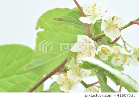Catnip flower male flower 41607533