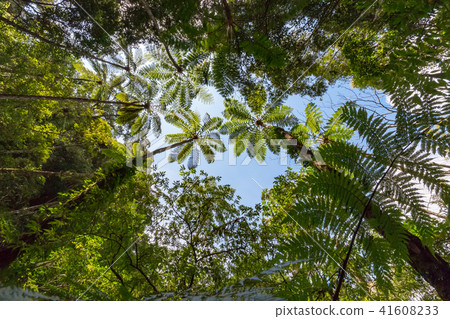 Kimagori原始森林 41608233