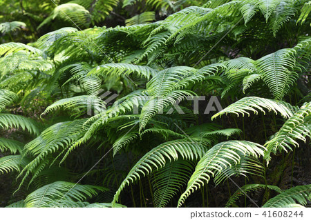 Summer Vladillo 41608244