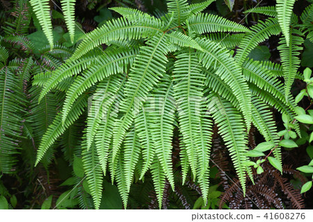 Summer little fern Summer little fern 41608276