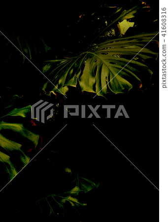 Tropical background 41608316