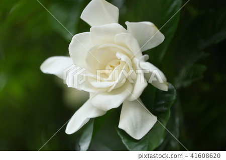 Yaezaki Gardenia Yaezaki Gardenia 41608620