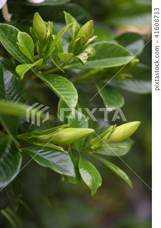 雙花梔子花的芽 41608713