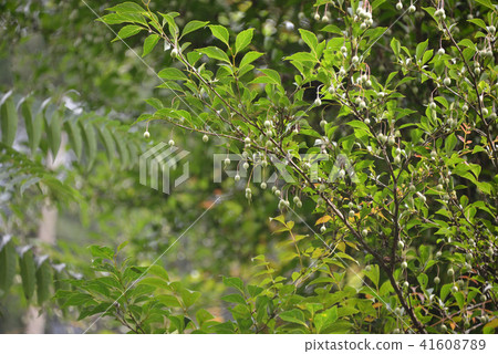 Styrax japonicum 41608789