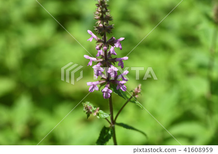 Chorogi's flower Chorogi's flower 41608959