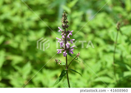Chorogi's flower Chorogi's flower 41608960