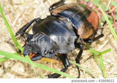 Rudekin glossy stag beetle (female) 41609012