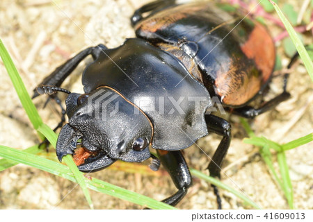 Rudekin glossy stag beetle (female) Rudekin glossy stag beetle (female) 41609013