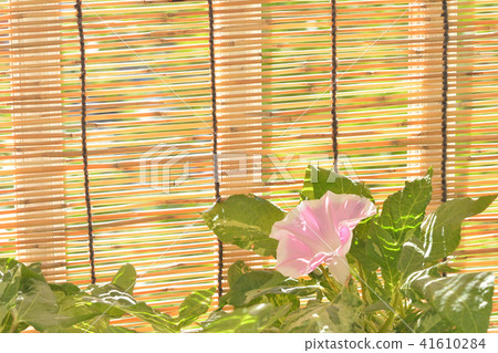 牽牛花花盲 41610284