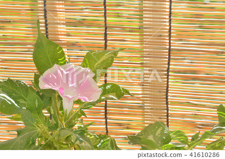 Morning glory flower, bamboo blind Morning glory flower, bamboo blind 41610286